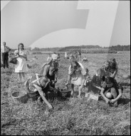 Schulkinder beim Ähren lesen, Nachlese im Rheintal; 1941
