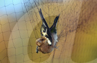 Zugvögel werden zur Untersuchung in Netzen gefangen, Lauwil BL, 2005