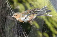 Zugvögel werden zur Untersuchung in Netzen gefangen, Lauwil BL, 2005