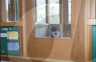 Gähnende Katze im Forschungszentrum für Tiernahrung, Waltham 1997