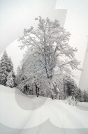 Verschneite Bäume auf der Rigi, 2005