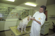 Blindenführhund beim Tierarzt 1992