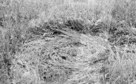 Abdruck einer UFO-Landung, bei Eduard "Billy" Meier, 1976