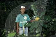 Beder Chevaz mit Heilpflanze für Schlangenbiss 1990
