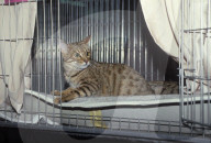 Leopardette Katze an Ausstellung