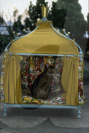 Katze auf Katzenbett