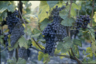 Rebberge in Miege, Wallis 1980