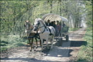 Kutschenfahrt im Elsass