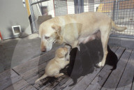 Blindenführhund mit Welpen 1992