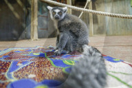 FEATURE - Inventur im Tropen-Aquarium vom Zoo Hagenbeck