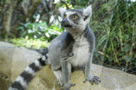 FEATURE - Inventur im Tropen-Aquarium vom Zoo Hagenbeck