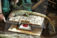 FEATURE - Inventur im Tropen-Aquarium vom Zoo Hagenbeck
