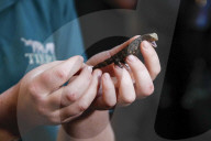 FEATURE - Inventur im Tropen-Aquarium vom Zoo Hagenbeck