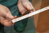 FEATURE - Inventur im Tropen-Aquarium vom Zoo Hagenbeck