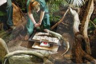 FEATURE - Inventur im Tropen-Aquarium vom Zoo Hagenbeck