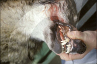 Gebiss eines toten Wolfs, 1999