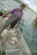 Sepp Mächler mit toten Fischen; Überwärmter Greifensee 1999