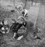 WK 2: Landhilfe; Mädchen beim Apfel auflesen, 1939