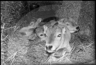 Kälber im Stroh 1969