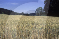 rdb00110963