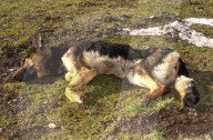 Verhungerter Hund