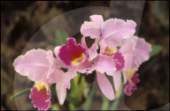 Orchideenblüte, Insel Mainau