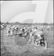 Schulkinder beim Ähren lesen, Nachlese im Rheintal; 1941