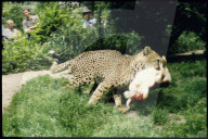 Zoo Basel 1989: Gepard, Kaninchen als Futter