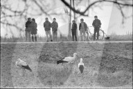 Spaziergänger beobachten Störche 1969