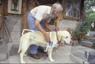 Der blinde Hermann Britschgi legt seinem Blindenhund das Führgeschirr an 1992