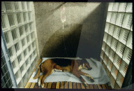 Tierspital Zürich: Hund am Tropf 1983 