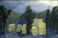 Rebberge in Miege, Wallis 1980