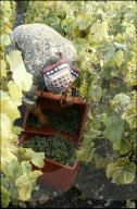 Winzerin bei der Weinlese, Wallis 1980