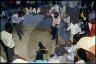 Hahnenkampf auf Guadeloupe 1985