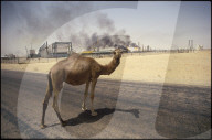 Dromedar, Stahlewerk im Hintergrund, Algerien