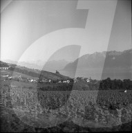 Weinberge bei Cully im Lavaux, 1958