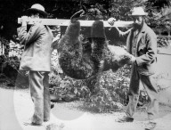 Letzter erlegter Bär in der Schweiz 1904