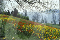 Blumenfeld, Parkanlage auf der Insel Mainau