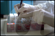 IKMI, Virenforschung