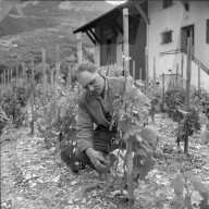 "Walliser Rebenkrieg": Vernichtung illegaler Reben, 1961