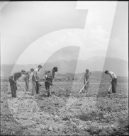 Landdienst, Lehrlinge hacken Acker; 1943