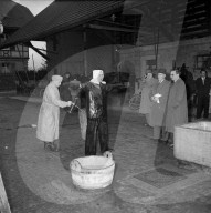 Bekämpfung der Maul- und Klauenseuche, 1953