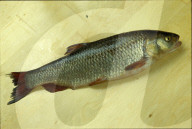 Döbel 