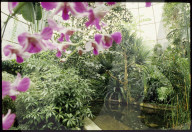 Regenwaldhaus im Botanischen Garten Zürich 1987