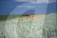 Getreidefeld, um 1990