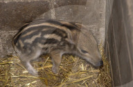 Junges Wildschwein, Tierpark Heitereplatz