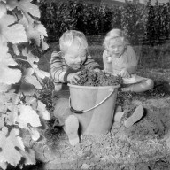 Kinder bei Traubenernte in Hallau, 1959