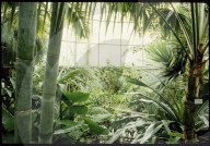 Savannenhaus im Botanischen Garten Zürich 1987