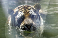 Tiger Coto, nur Kopf, schwimmend im Wasser, 2006