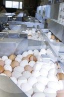 Bio-Eier aus Rüti 2006